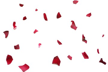 In selective focus many pieces of sweet red rose corollas on white isolated background 