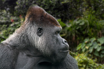 Western lowland gorilla (Gorilla gorilla gorilla) close-up of male silverback chewing on twig
