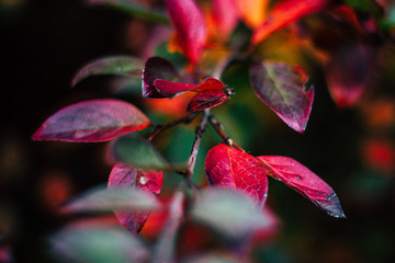 Obraz premium red leaves