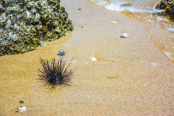 Sea Urchin on Rock Near Ocean Background,Sea urchins on a stone,Black sea urchin (Arbacia lixula) on the sea floo,Black sea urchin,The black sea urchin has an ocean backdrop.