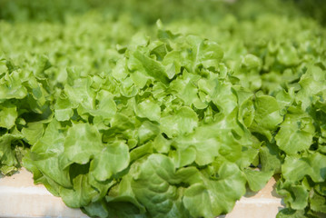 green salad, green of salad, Organic Green Salad
