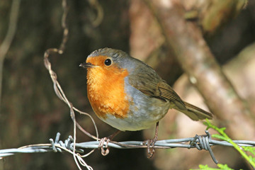 robin perched on a wire fence