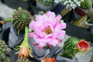 Cactus beautiful plant summer minimal style