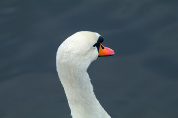 Obraz premium Portrait of a swan on a background of water.