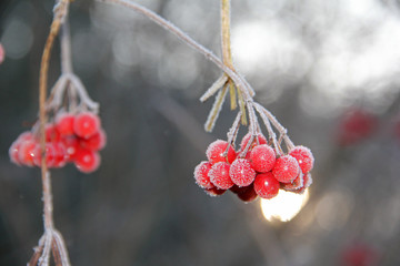 Rote Beeren im Frost