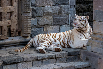 White tiger (Panthera tigris) pigmentation variant of the Bengal tiger, resting in front of temple, native to India