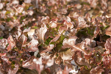 red oak, Salad, red oak, Salad, red oak from Thailand country 