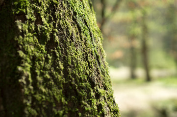 Moos an einem Baumstamm im Wald