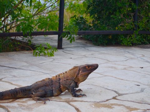 Iguana