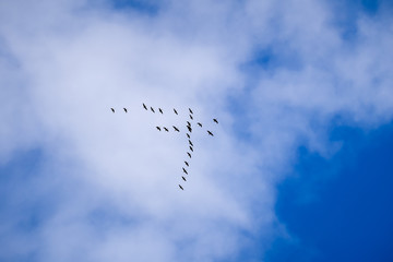 Birds flying in the sky to south
