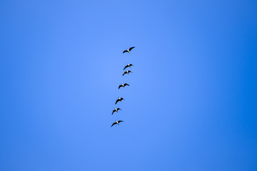 Birds flying high in clear blue sky