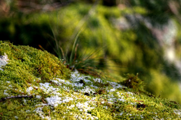 Waldboden 3