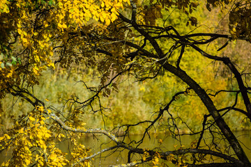 A tree in foregroung with yellow leaves