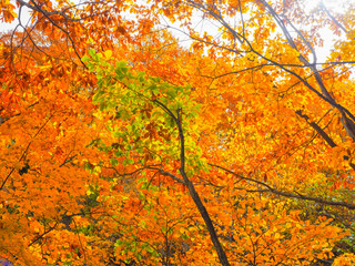 autumn leaves color and in japan