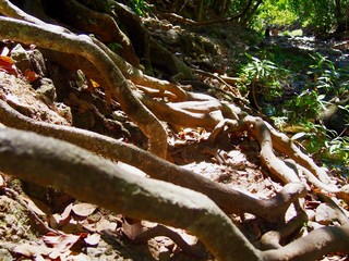 Jungle tree roots