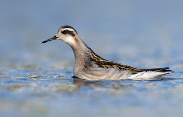 Red-necked phalarope swims fast in blue water pond at summer time
