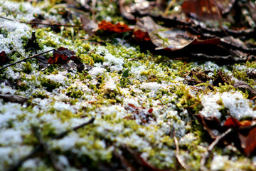 Waldboden