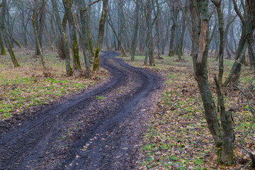 Beautiful early spring. Winding dirt road in the forest