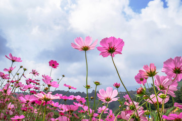 Cosmos flower blooming in the field.
