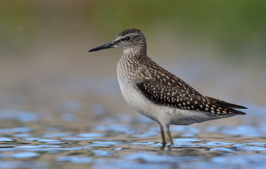 Wood sandpiper short distance posing for large portrait shot in blue waters of small pool in summer