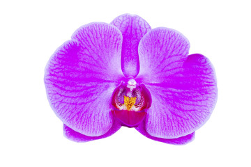 Naklejka na ściany i meble Close ups of single Phalaenopsis or Moth dendrobium orchid flower in spring day tropical garden isolated on white background.