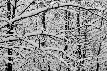 Winter Landschaft Bäume Äste Schnee Bäume Natur Deutschland Weihnachten Sport Wandern Sonne Struktur Hintergrund Schneedecke Eis Kristalle Wonderland Iserlohn Altena Nachrodt-Wiblingwerde
