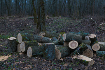 Pile of firewood in nude deciduous forest. Ukraine