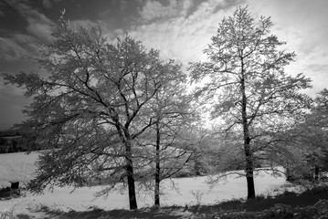 Winter Landschaft Bäume Schnee Bäume Natur Deutschland Weihnachten Sport Wandern Sonne Struktur Hintergrund Schneedecke Eis Kristalle Wonderland Iserlohn Altena Nachrodt-Wiblingwerde