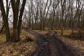 At the crossroads. Two winding dirty roads in the nude oak forest