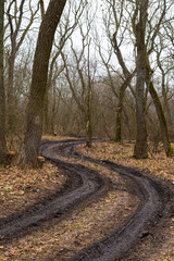 Obraz premium Winding dirty road in the nude oak forest