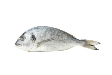 Fresh Dorado fish isolated on white background