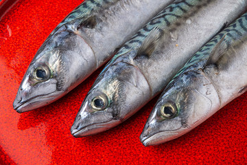 Close-up of three mackerel heads on red plate in horizontal