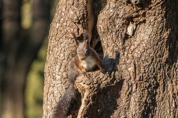 cute and funny squirrel adventures in the forest