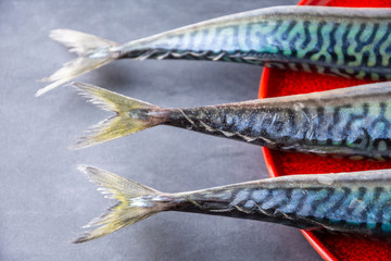 Top view of three mackerel tails on red plate and gray background in horizontal