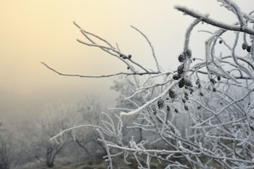 Frosty Winter Morning Landscape