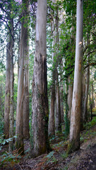Fototapeta premium Souto da Retorta, also known as the Chavin eucalyptus, in Vivero, Galicia. Spain. Europe.