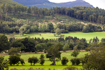 View of trees growing in grassy field