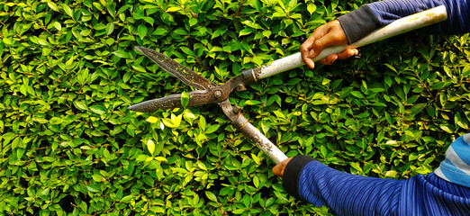 Hand of gardener or worker in blue Long sleeve shirt uniform cutting and decorating branch of tree...