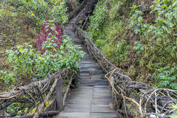 Obraz premium wooden staircase pathway and railing covered by ivy or vine in forest