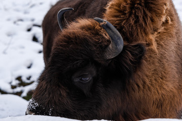 European bison (Bison bonasus) Close Up Portrait at Winter Season