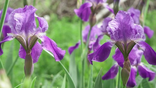 arded bearded purple, growing iris flowers for sale, gardens iris flowers close-up