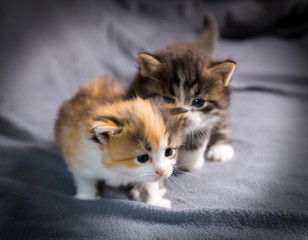 Two tricolor kittens crwaling together