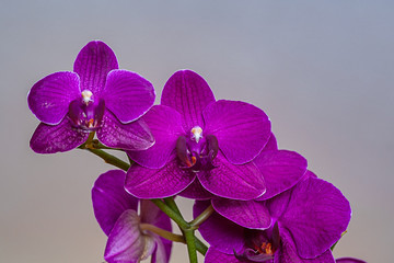 freigestellte lila Orchidee vor grauem Hintergrund