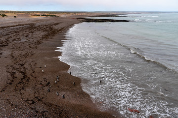Magellanic Penguin colony of Punta Tombo. Patagonia, Argentina