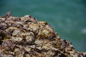 oyster on the reef at the beach,Oysters in a sea at nature habitat,Oyster rocks in the sea in the sun,Natural oysters perched on the rocks in the sea.