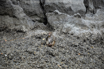 monkey sitting on stone at rock cliff island