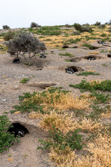 Magellanic Penguin colony of Punta Tombo. Patagonia, Argentina