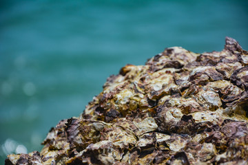 oyster on the reef at the beach,Oysters in a sea at nature habitat,Oyster rocks in the sea in the...