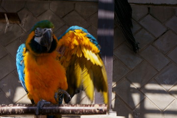 A colorful and large macaw grooming