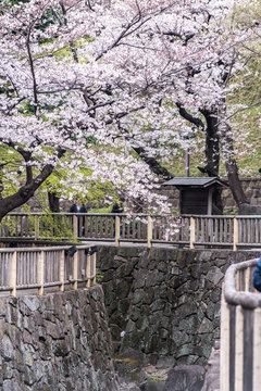 Sakura cherry blossom full bloom at Asukayama park